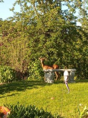 Haus Am Roemerstich Auen Exteriör bild
